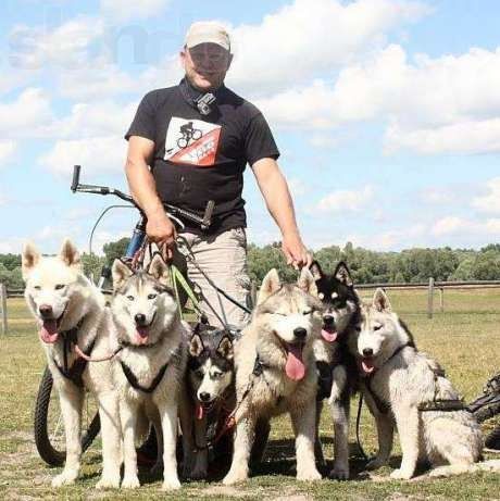 Цуценята  сибірського хаскі. Активні і здорові!