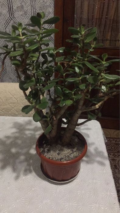 Грошове дерево Товстянка 40см висота