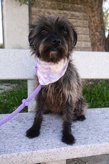 MAIA (Fêmea, 5 Anos) - Para Adoção