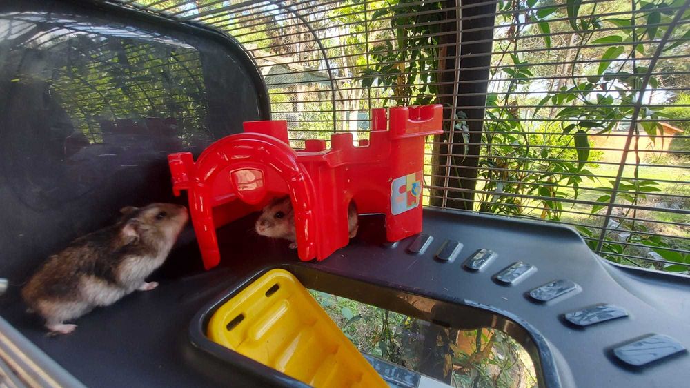 Gaiola com 2 andares