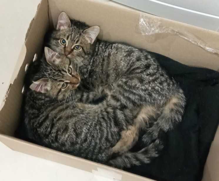 Полосатая девочка в добрые руки. Месяцев 6-7