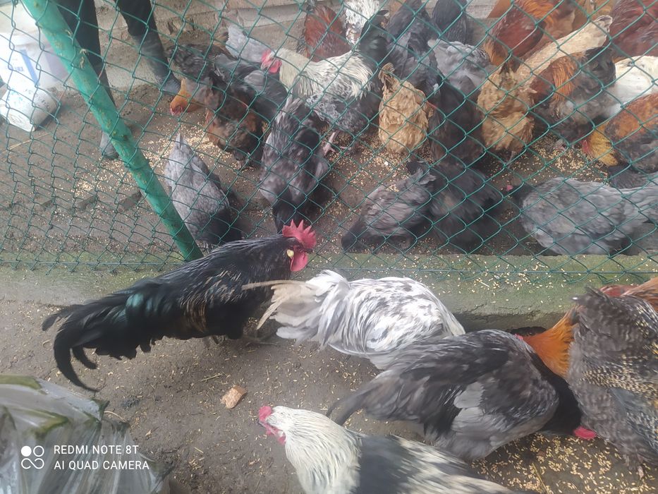 Młode koguty tegoroczne