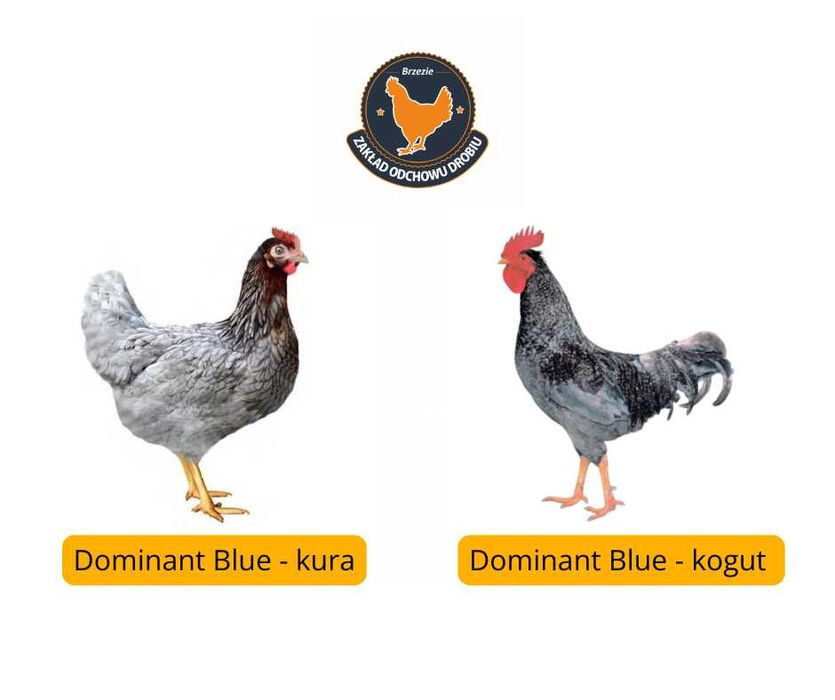 Kury, Kurczęta odchowane