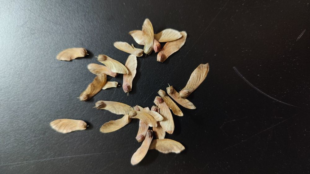 Semente germinação Acer Acers Bordo japonês Palmatum arvore planta