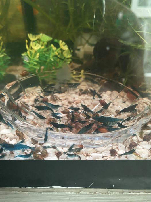 Блю дрим неокапдины