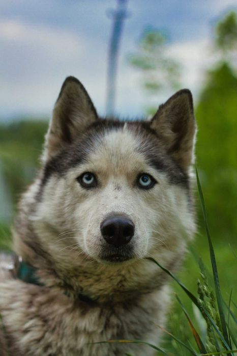Adoptuj psa północy, piękne suczki i psy husky szukają domów