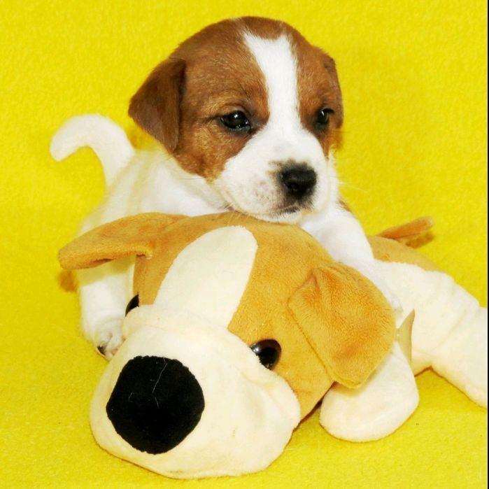 Джек Рассел тер'єр з документами клубу КСУ