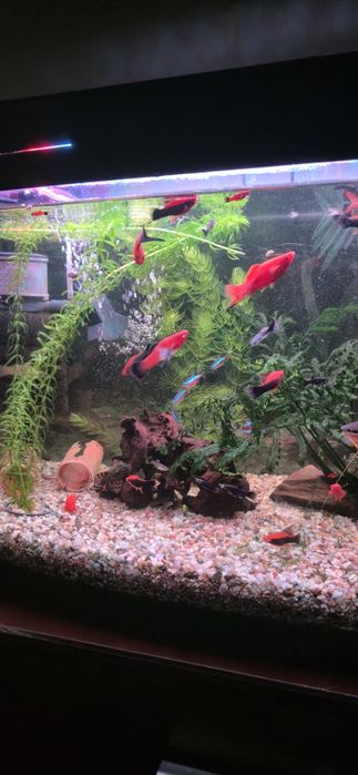 Меченосець риба акваріум меч аква