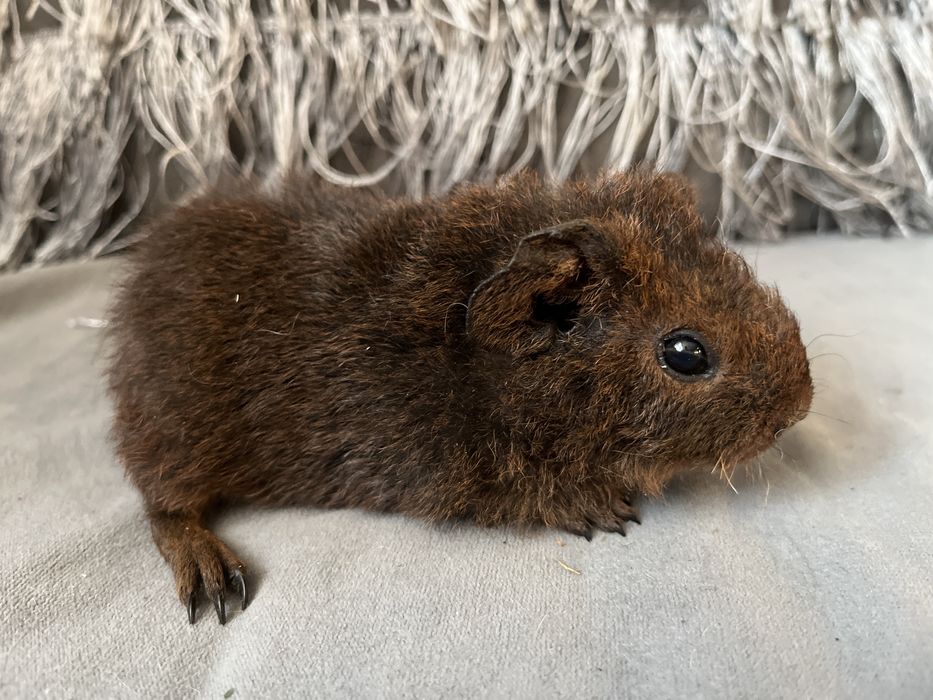 Świnki mordkie US Teddy - chłopaki, wysyłam II