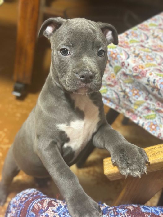 Дівчинка красуня АСТ американського стаффордширського тер'єра блакитна