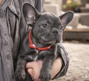 Голубая девочка ! 2,5 мес