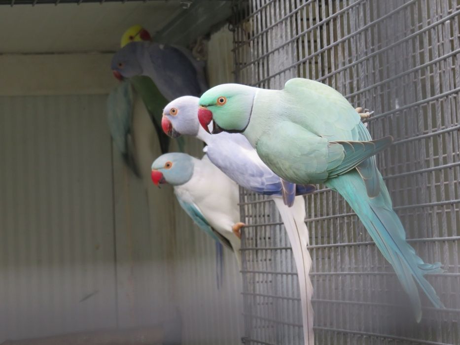 Ring necks opalinos cc