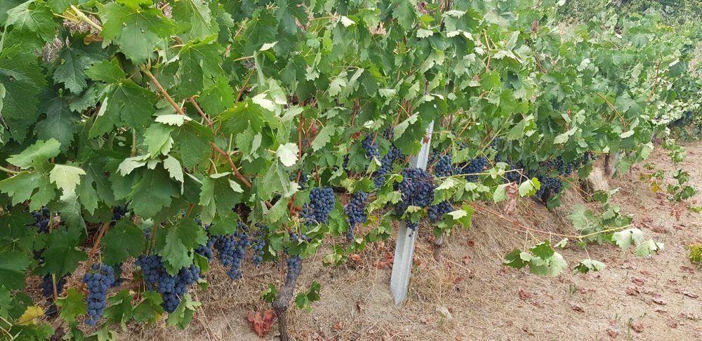 Uvas para vinho DE excelente qualidade