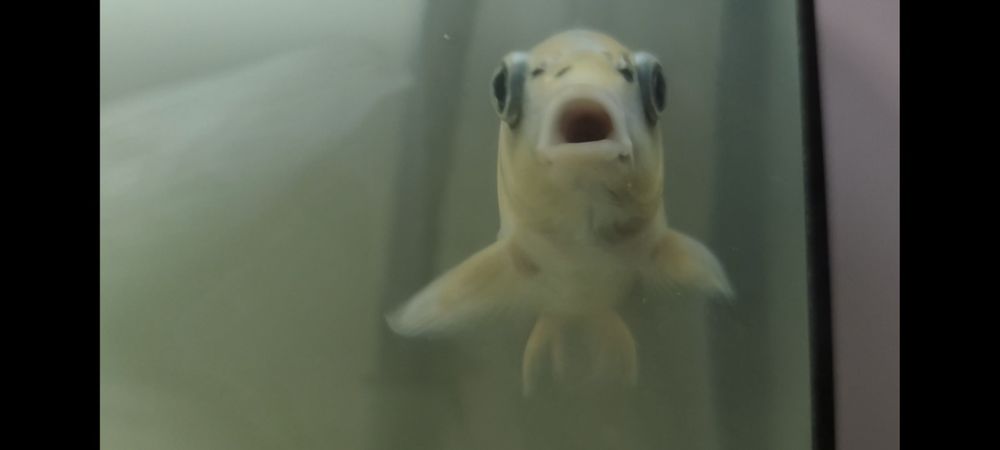 carpa koi 1 ano!