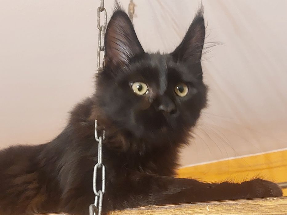 3miesieczny kocurek czarny, MAINE COON