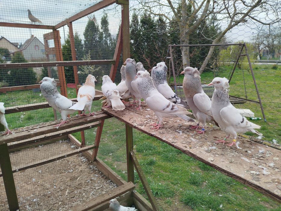 Garlacze górnośląskie