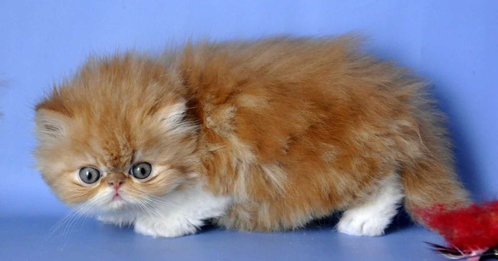 Яскравий Персидський хлопчик Санні Бой