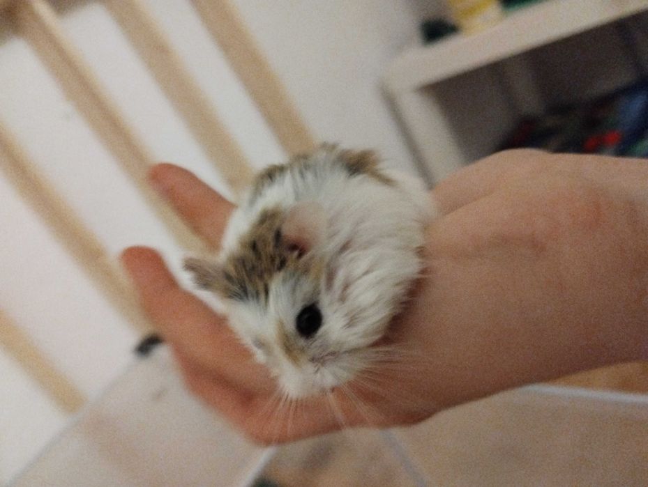 Chomik w typie roborowskim hybryda