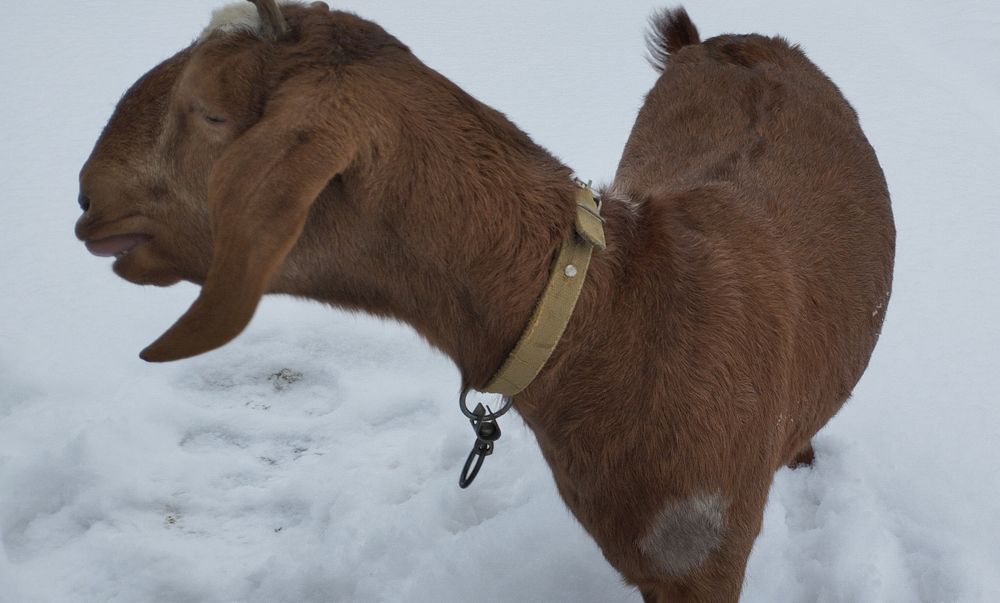 Продається коза, первістка, англо-нубійської породи