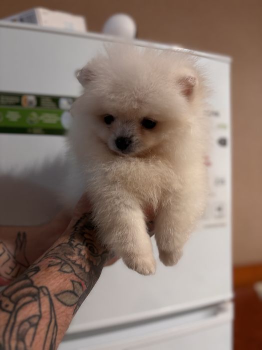 шикарний Ведмедик шоу класу