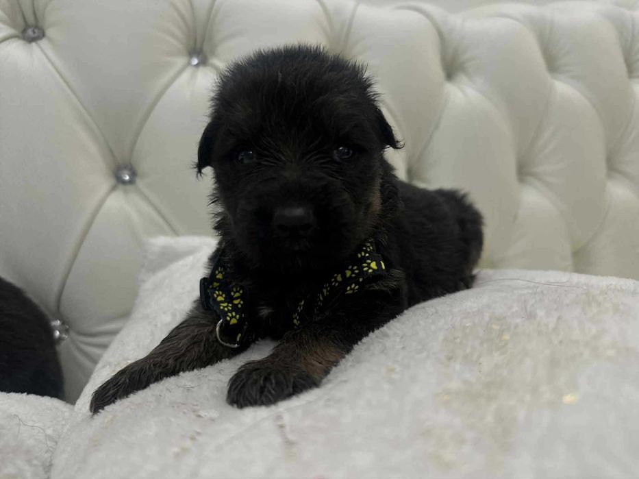 Owczarek Niemiecki, Długowłosy Piesek FCI, ZKwP. Do odbioru