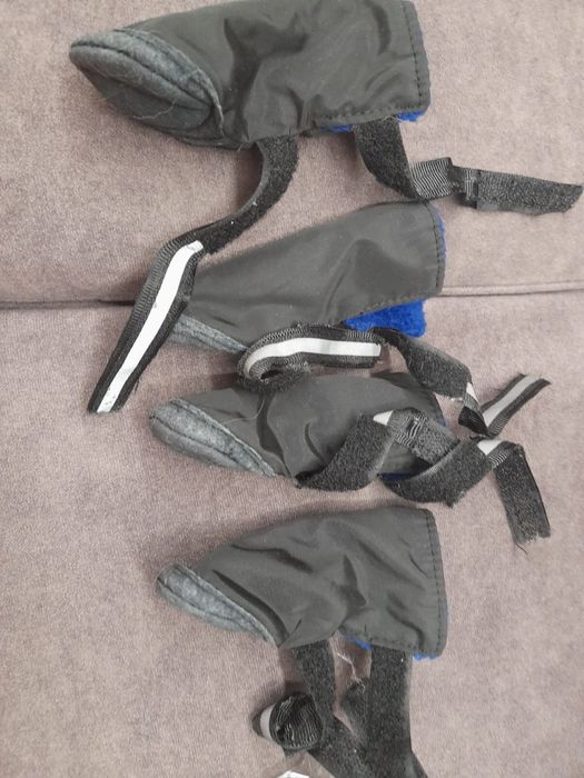 Взуття для чихуахуа