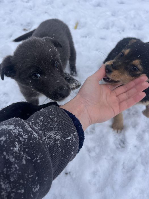 ПЕСИКИ в пошуку чудових господарів (м. Надвірна)