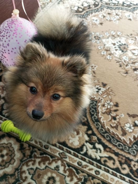 В'язка шпіца молодий принц