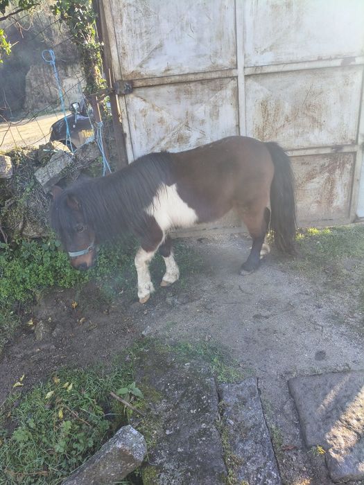 Pônei mansinho montado e engatado