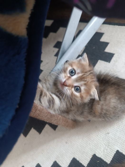 Котята трьохвідтінкові від шотландської