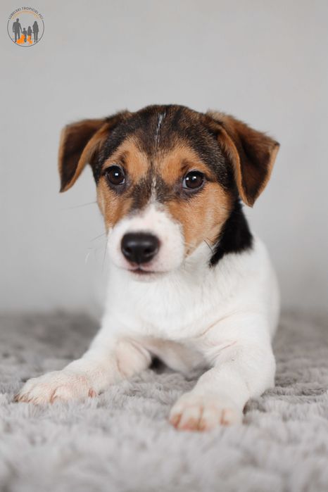 Jack Russell Terrier ZKwP FCI piesek k.włos