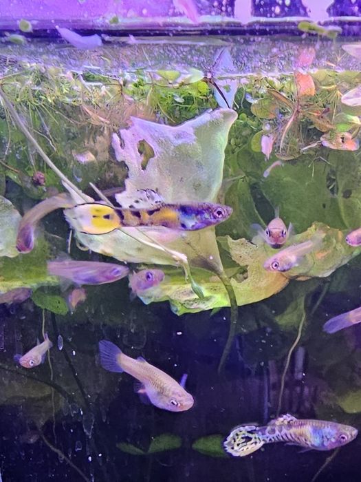 Guppy endler tiger