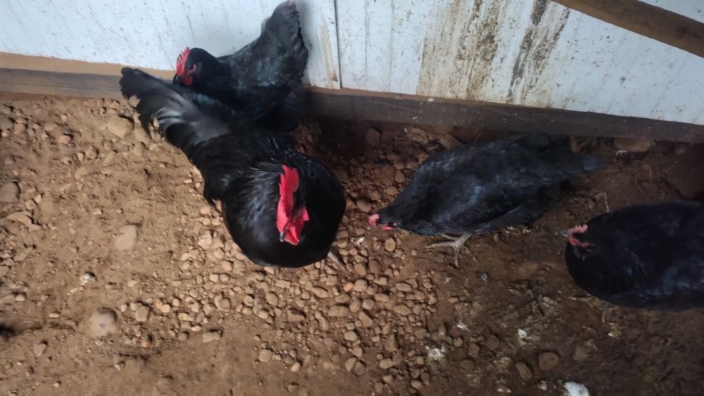 Ovos galados de várias raças