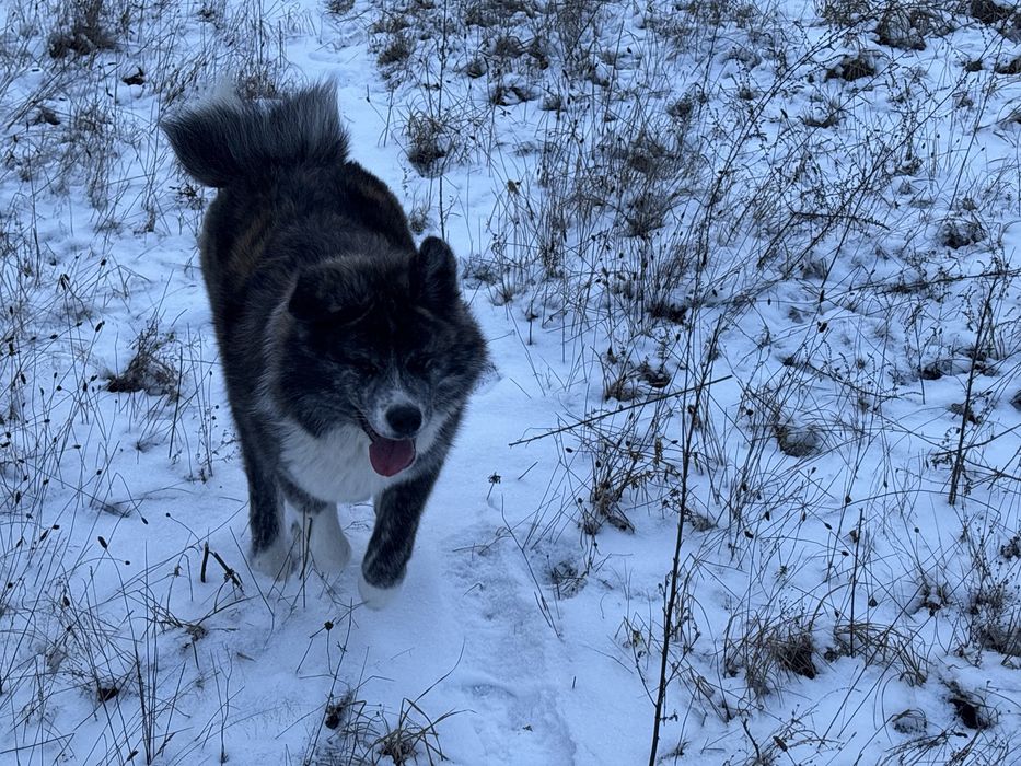 Sunia Japońska Akita Inu Gotowa Do Odbioru