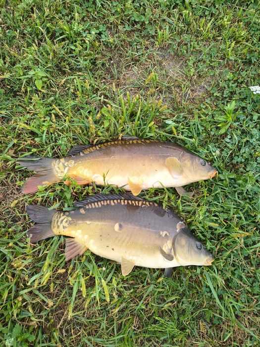 Kroczek Karp Karaś  Ryby