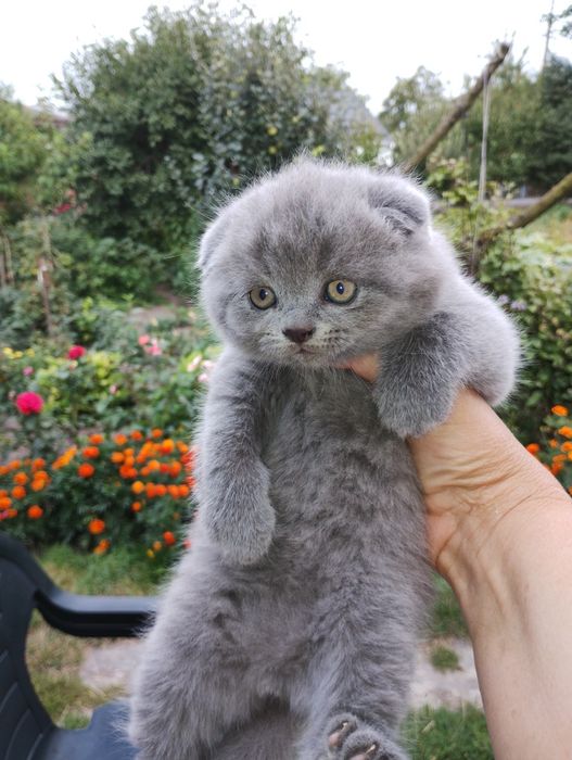 Кошенята Британці короткошерсті