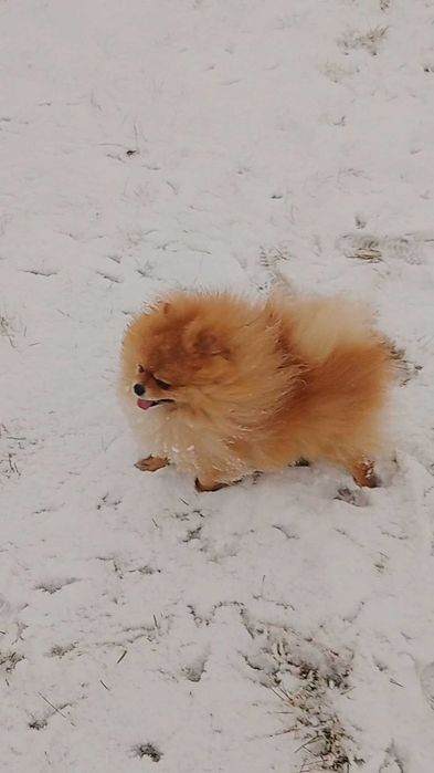 Вязка Померанский щпиц