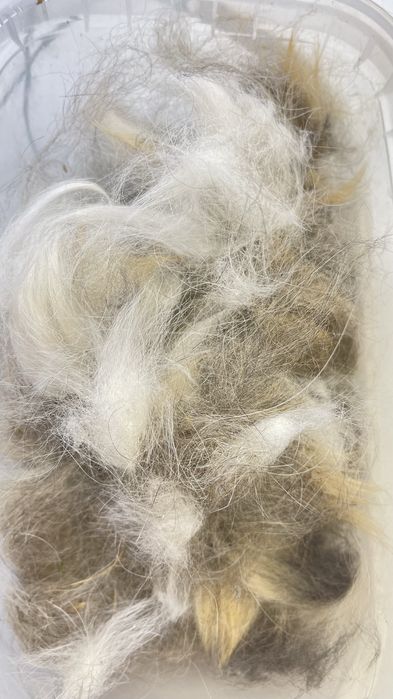 Шерсть собача безкоштовно