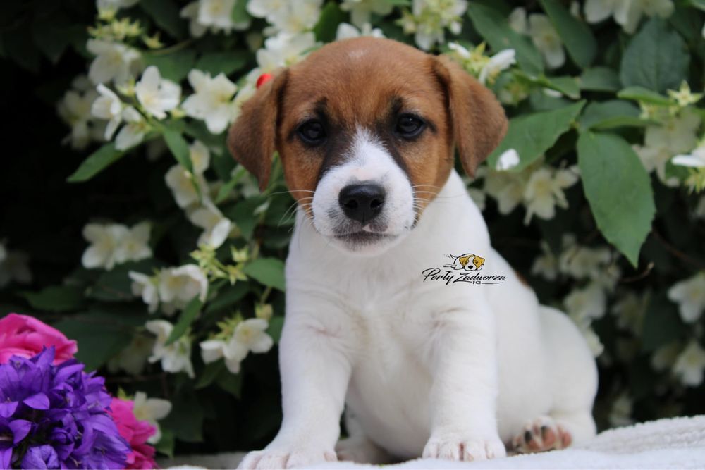 Piesek Jack Russell Terrier ZKwP FCI