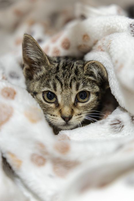 Gatinhas bebés para adoção responsável