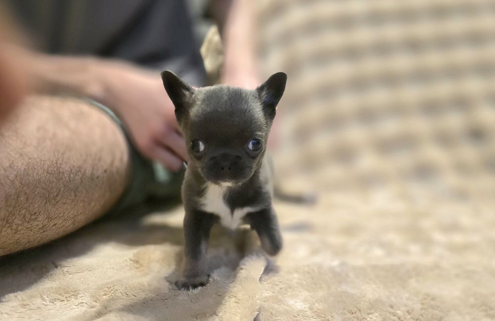 Chihuahua miniaturka śliczny