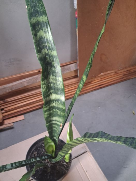 Sanseviera- kwiatek doniczkowy