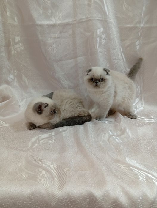 Колорні котики і киці