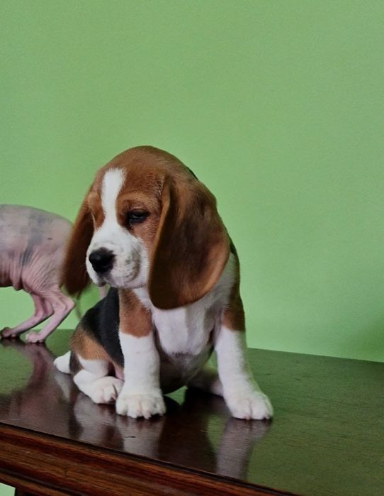 Милі цуценята біглів .