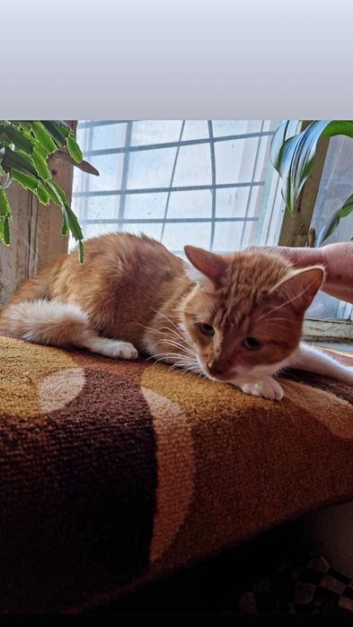 Отдам рыже-белого кота, 4 года, кастрирован