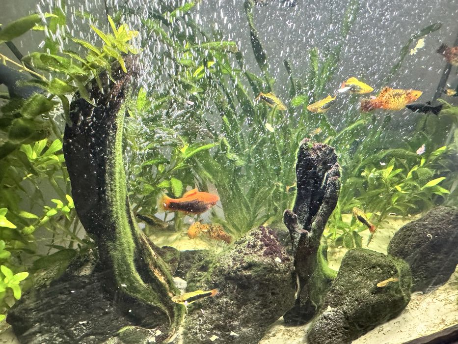 Akwarium 72L z rybkami