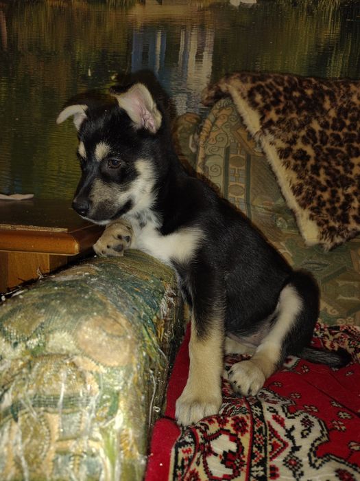 Найти семью для Дэи