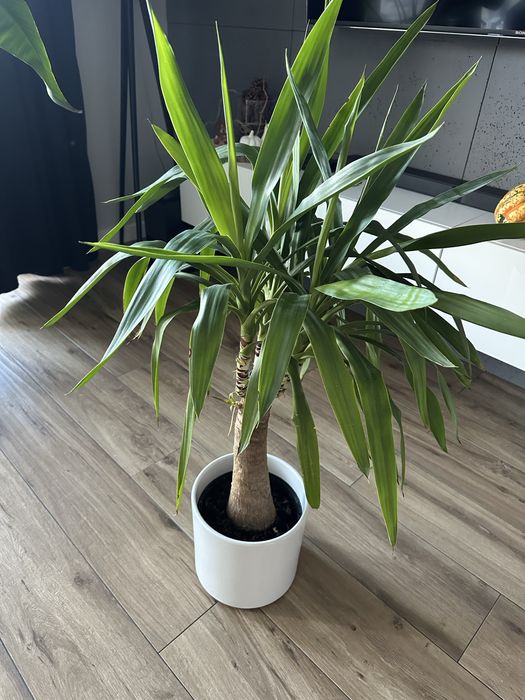 Juka w doniczce 108cm