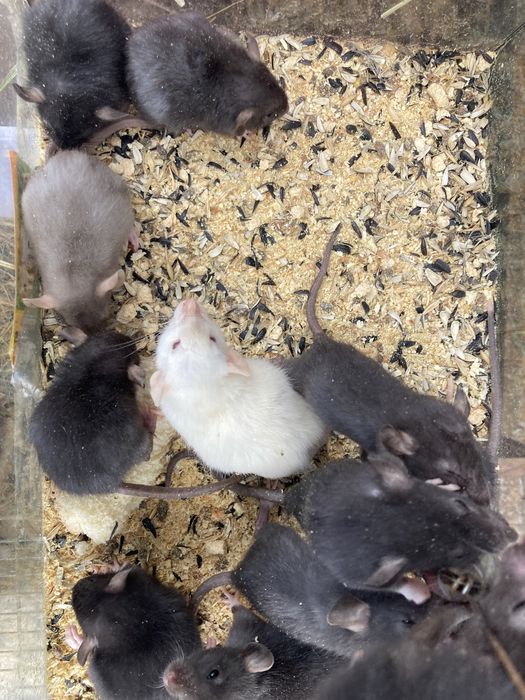 Пацючки на зоомагазин різноколярові