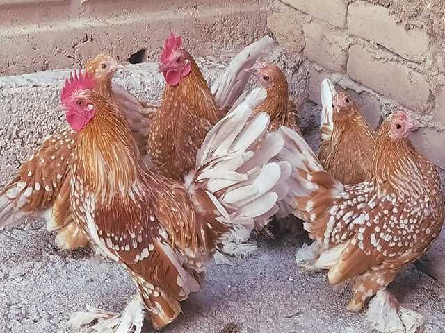 Яйце на інкубацію. Курчат. Мільфлер біле золото, фарфоровий.